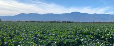 Trabajadores de campo para cortar cosechar y empacar lechugas