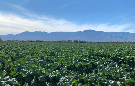 Trabajadores de campo para cortar cosechar y empacar lechugas