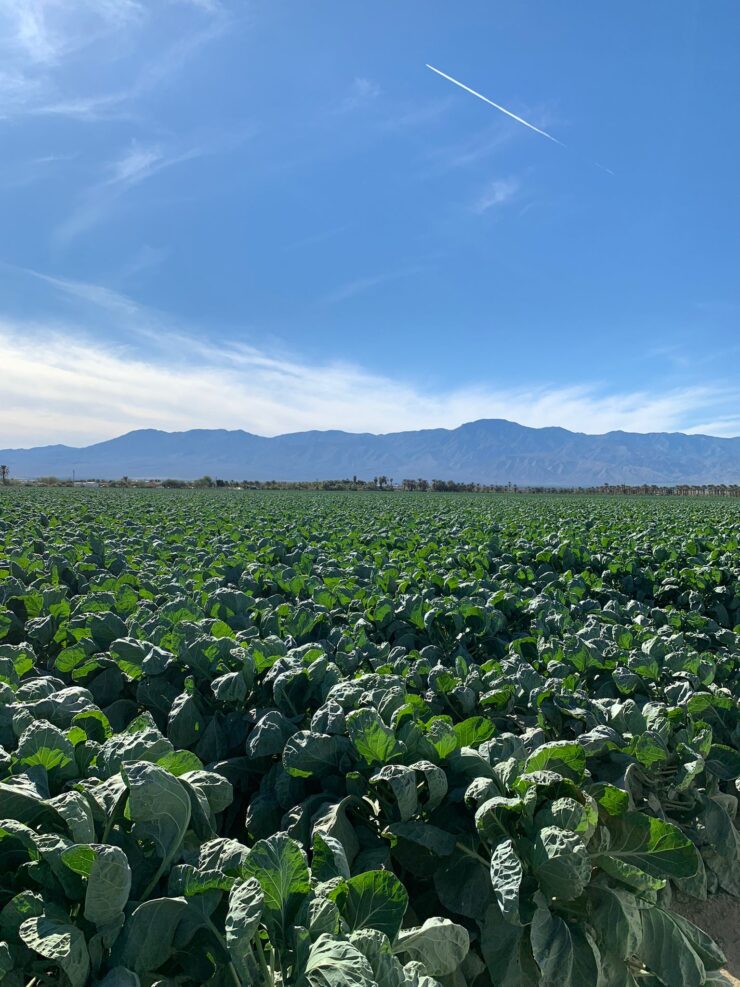 Trabajadores de campo para cortar cosechar y empacar lechugas