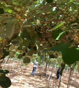 cosecha de kiwi