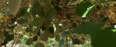 cosecha de kiwi
