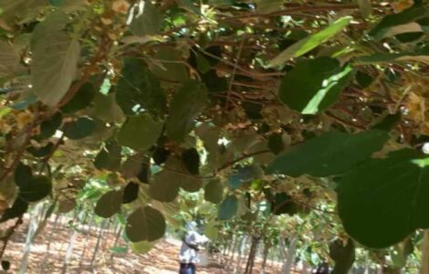 cosecha de kiwi