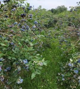 Trabajadores agrícolas para pisca de Blueberrys temprana mediana y tardía