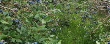 Trabajadores agrícolas para pisca de Blueberrys temprana mediana y tardía