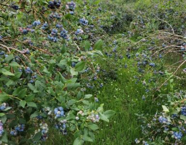 Trabajadores agrícolas para pisca de Blueberrys temprana mediana y tardía