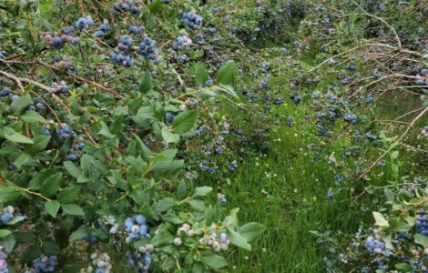 Trabajadores agrícolas para pisca de Blueberrys temprana mediana y tardía
