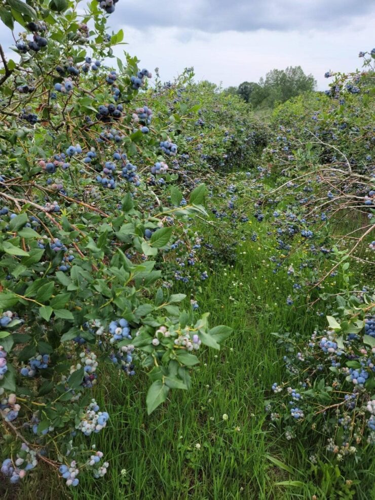 Trabajadores agrícolas para pisca de Blueberrys temprana mediana y tardía