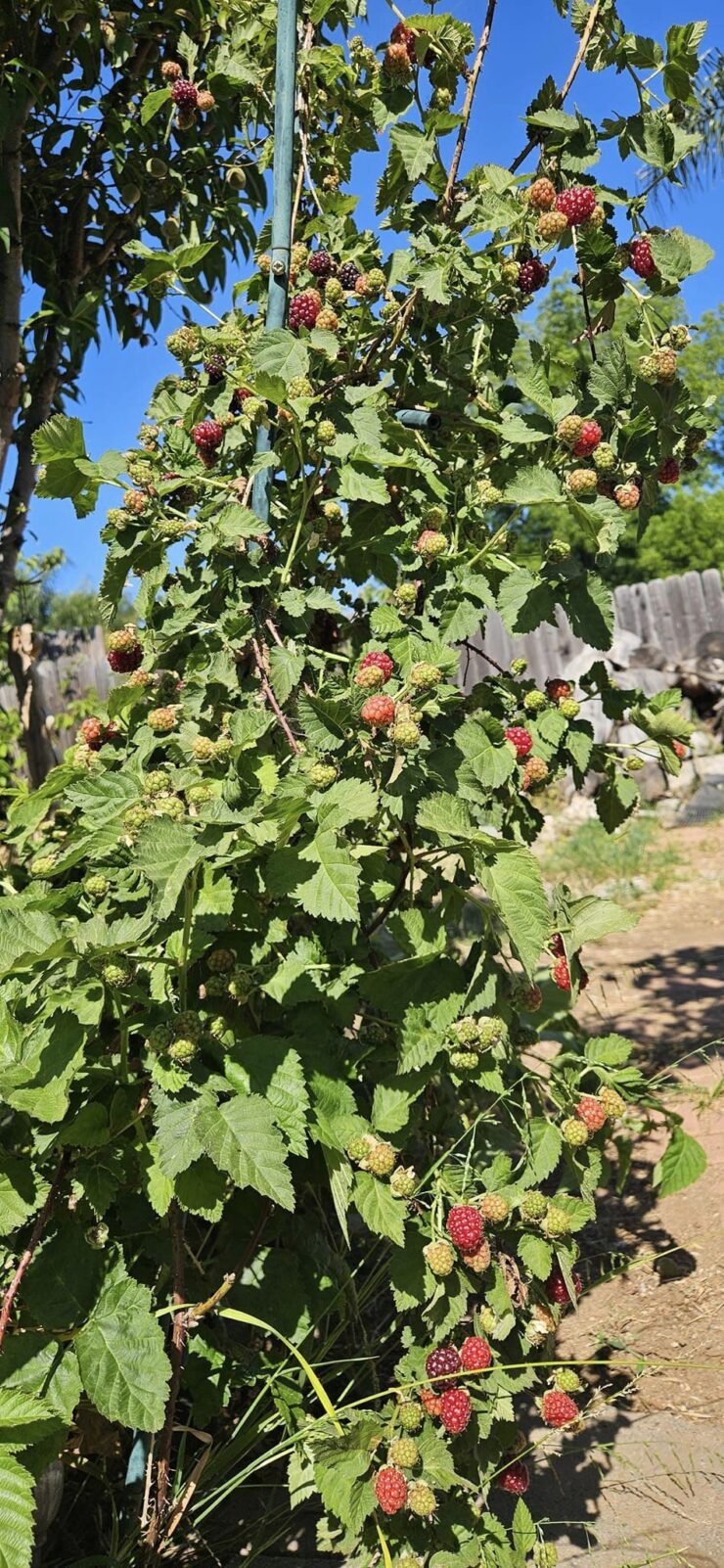 cosechar frambuesas