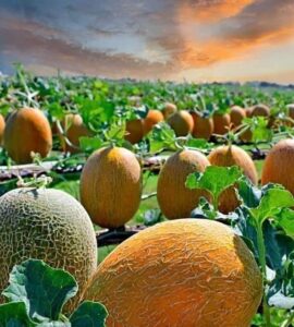 cosecha de melones