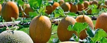 cosecha de melones