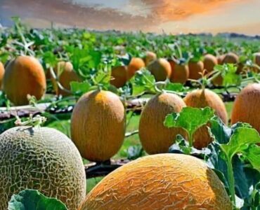 cosecha de melones