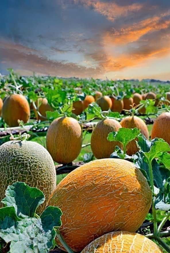 cosecha de melones