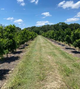 Cosecha manual de los cultivos de cítricos por temporada en la Florida
