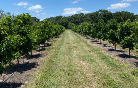 Cosecha manual de los cultivos de cítricos por temporada en la Florida