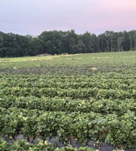 Trabajadores agrícolas para preparación del campo