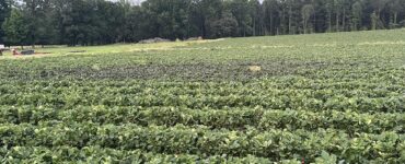 Trabajadores agrícolas para preparación del campo