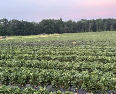 Trabajadores agrícolas para preparación del campo