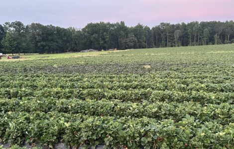 Trabajadores agrícolas para preparación del campo
