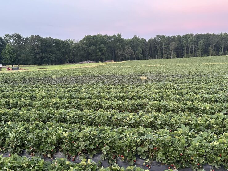 Trabajadores agrícolas para preparación del campo