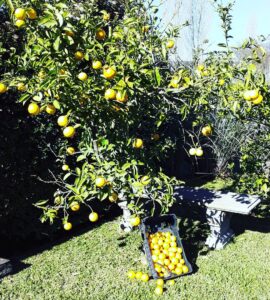 cosecha de cítricos