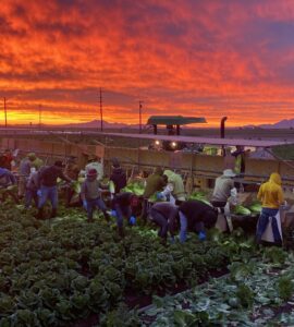 Trabajadores agrícolas para cosechar recoger y empacar