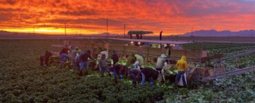 Trabajadores agrícolas para cosechar recoger y empacar