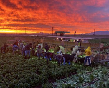 Trabajadores agrícolas para cosechar recoger y empacar
