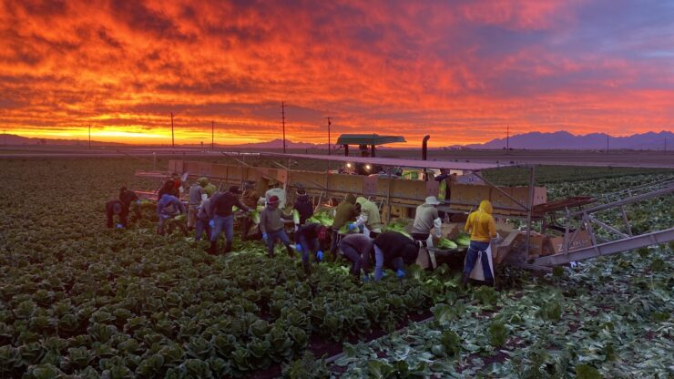 Trabajadores agrícolas para cosechar recoger y empacar