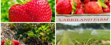 empaque de frutas y verduras