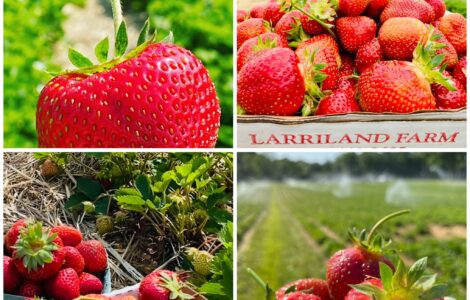 empaque de frutas y verduras