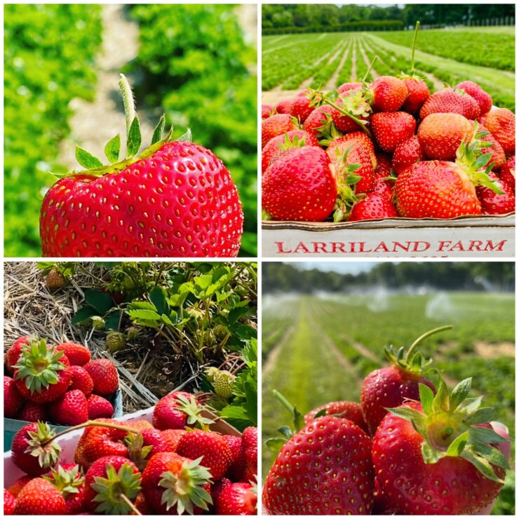 empaque de frutas y verduras