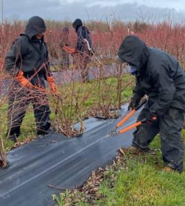 Jornaleros agrícolas para poda de plantas de arándanos