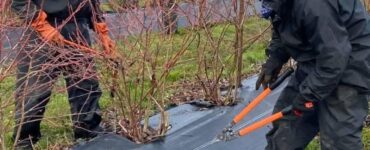 Jornaleros agrícolas para poda de plantas de arándanos