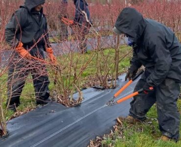 Jornaleros agrícolas para poda de plantas de arándanos