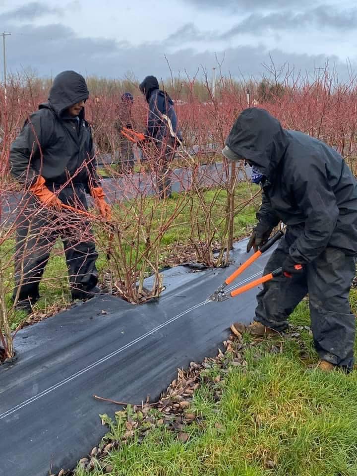 Jornaleros agrícolas para poda de plantas de arándanos