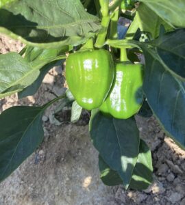 Pisca de el Chile Campana