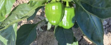 Pisca de el Chile Campana