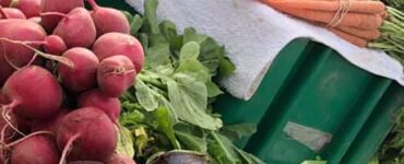 cultivos de campo a mano de frutas y verduras