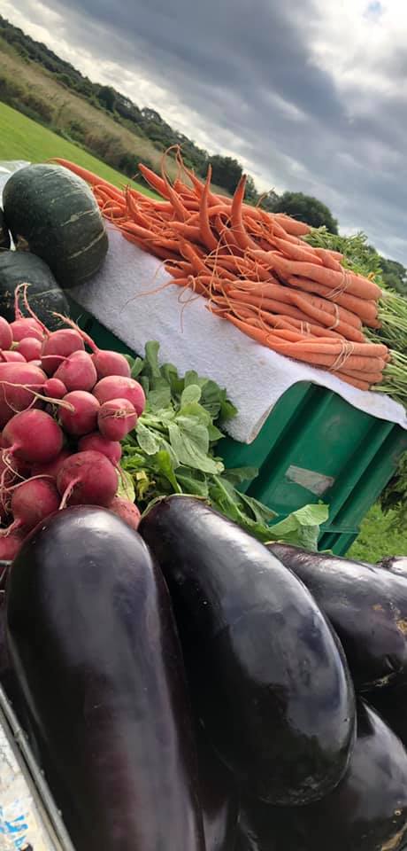 cultivos de campo a mano de frutas y verduras