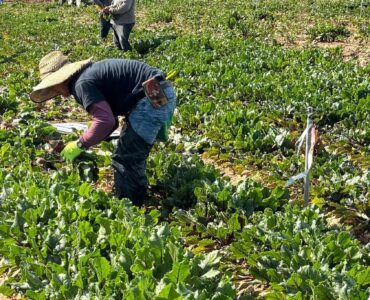 cosecha de frutas y verduras en boston virginia