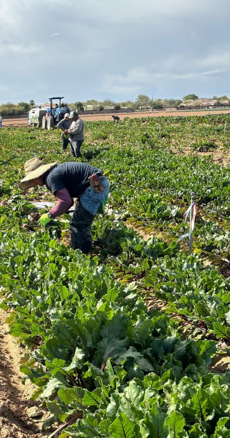 cosecha de frutas y verduras en boston virginia