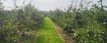 Trabajadores agrícolas obreros para la cosecha de manzanas, uvas y cerezas y otras labores de huerto
