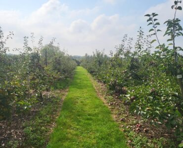 Trabajadores agrícolas obreros para la cosecha de manzanas, uvas y cerezas y otras labores de huerto