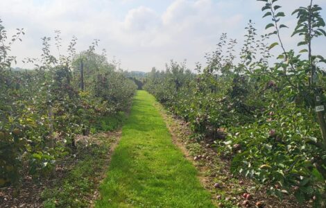 Trabajadores agrícolas obreros para la cosecha de manzanas, uvas y cerezas y otras labores de huerto