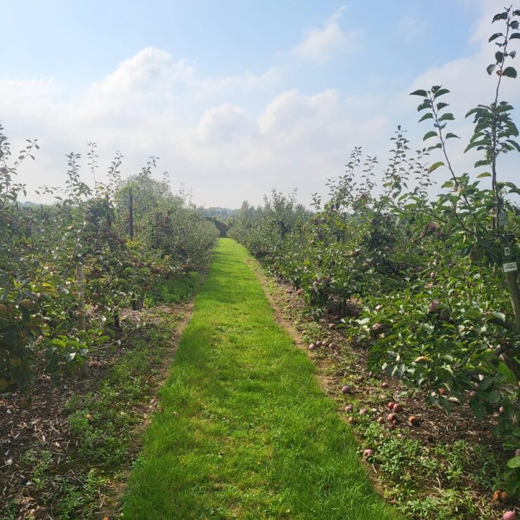 Trabajadores agrícolas obreros para la cosecha de manzanas, uvas y cerezas y otras labores de huerto