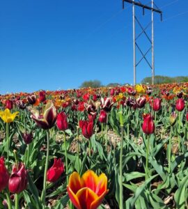 Jornaleros agrícolas para la temporada de tulipanes temporada abril setiembre