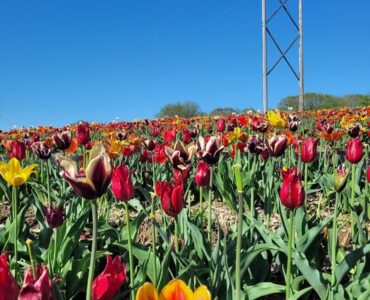 Jornaleros agrícolas para la temporada de tulipanes temporada abril setiembre