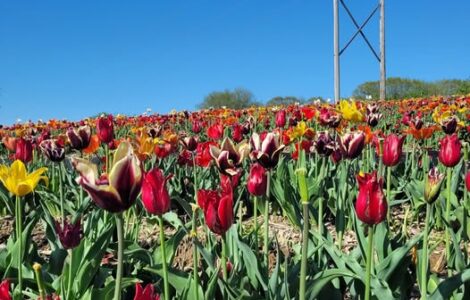 Jornaleros agrícolas para la temporada de tulipanes temporada abril setiembre