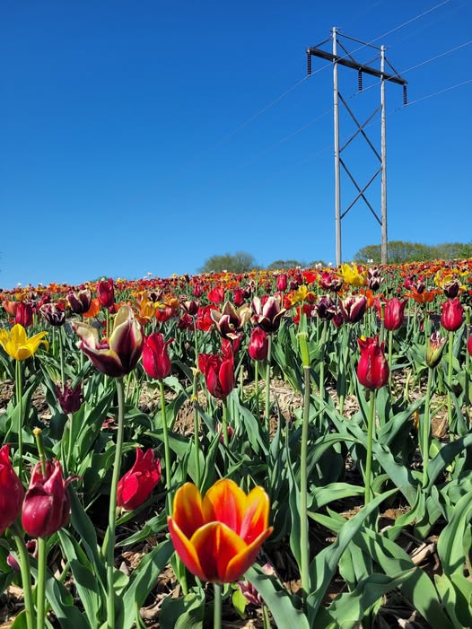 Jornaleros agrícolas para la temporada de tulipanes temporada abril setiembre