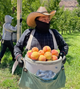 Trabajadores agrícolas para cultivar y cosechar frutos orgánicos en huertos de invernaderos de colorado